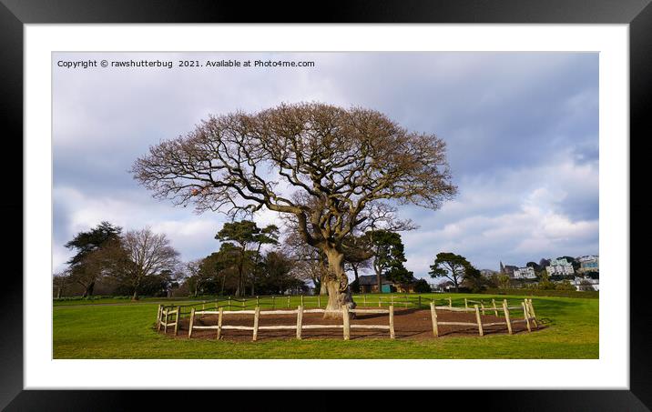 Torre Abbey Meadows Oak Tree Framed Mounted Print by rawshutterbug 