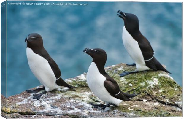 Razorbills or lesser Auk (Alca torda), seen on the Isle of May, Firth of Forth, Scotland Canvas Print by Navin Mistry