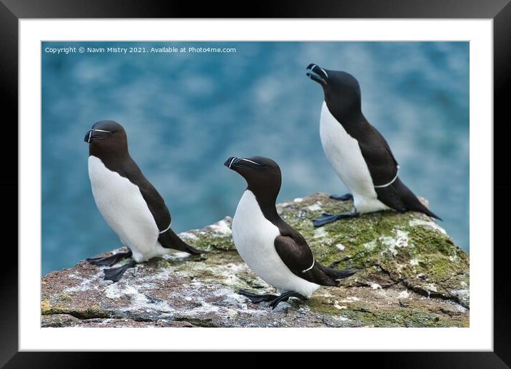 Razorbills or lesser Auk (Alca torda), seen on the Isle of May, Firth of Forth, Scotland Framed Mounted Print by Navin Mistry
