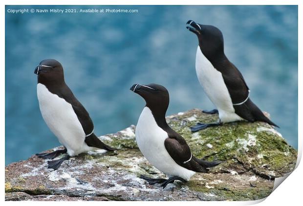 Razorbills or lesser Auk (Alca torda), seen on the Isle of May, Firth of Forth, Scotland Print by Navin Mistry