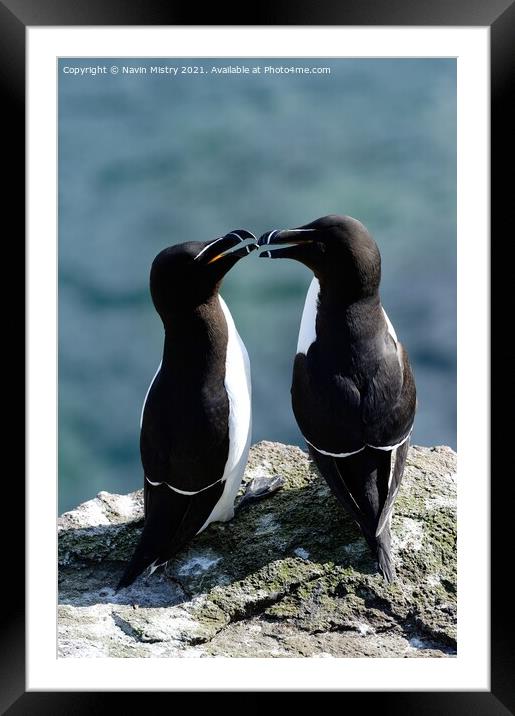 Razorbills or lesser Auks, Isle of May, Firth of Forth  Framed Mounted Print by Navin Mistry