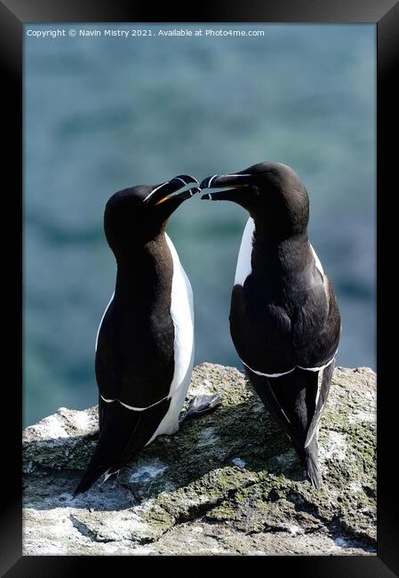 Razorbills or lesser Auks, Isle of May, Firth of Forth  Framed Print by Navin Mistry