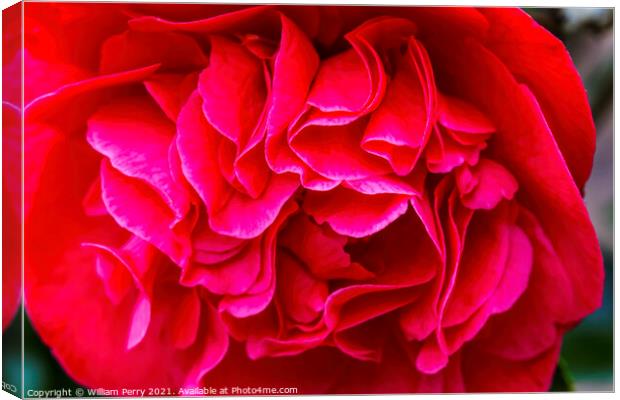 Red Camellia Yuletide Blooming Macro Canvas Print by William Perry