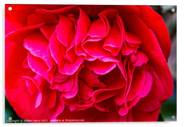 Red Camellia Yuletide Blooming Macro Acrylic by William Perry