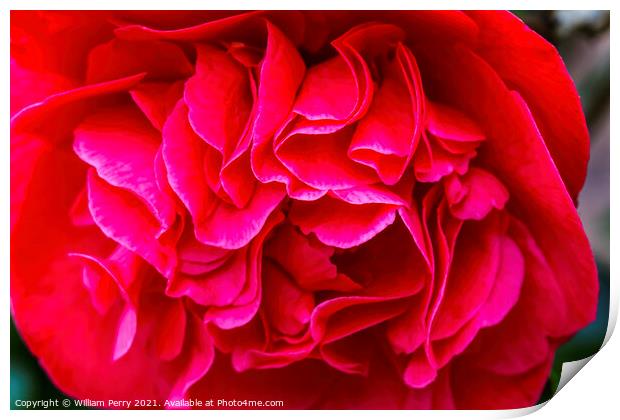 Red Camellia Yuletide Blooming Macro Print by William Perry