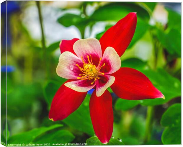 Red White Columbine Blossom Blooming Macro Washington Canvas Print by William Perry