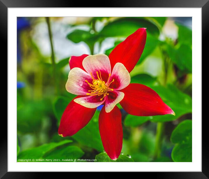 Red White Columbine Blossom Blooming Macro Washington Framed Mounted Print by William Perry