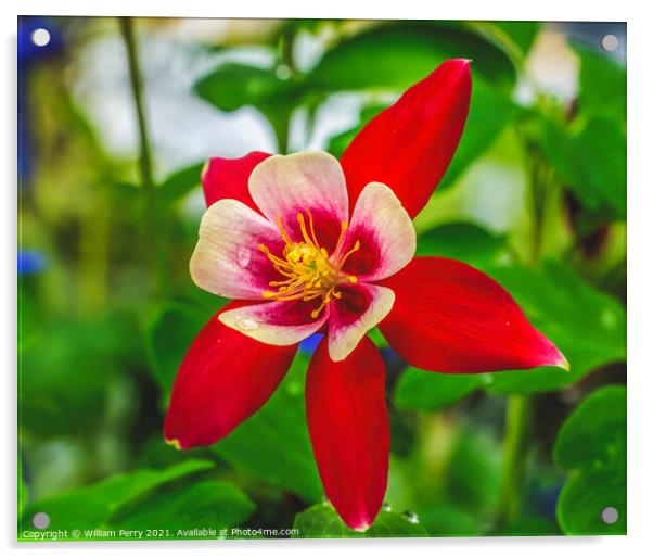 Red White Columbine Blossom Blooming Macro Washington Acrylic by William Perry