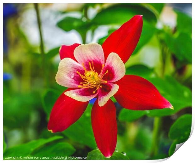 Red White Columbine Blossom Blooming Macro Washington Print by William Perry