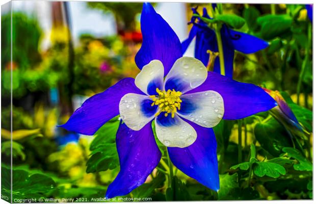 Blue White Columbine Blossom Blooming Macro Washington Canvas Print by William Perry