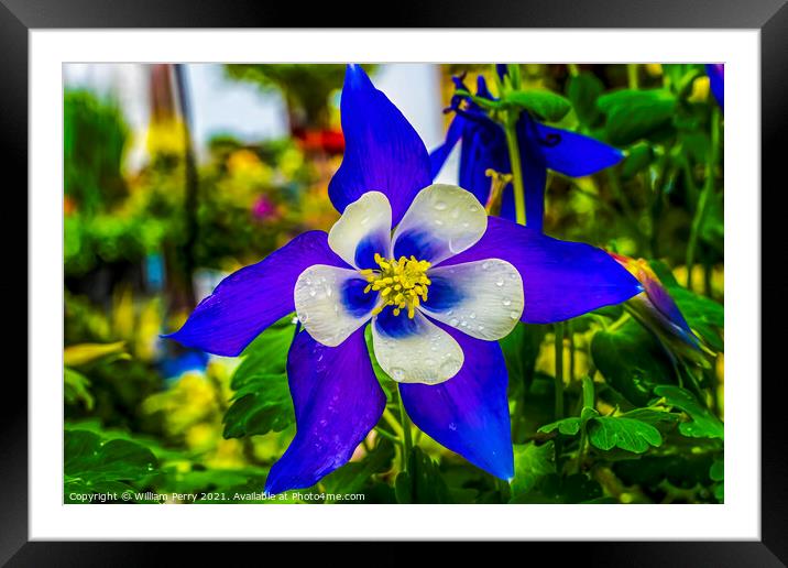 Blue White Columbine Blossom Blooming Macro Washington Framed Mounted Print by William Perry