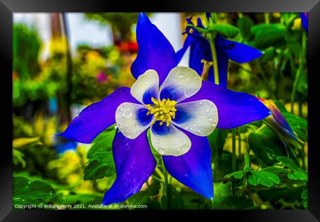 Blue White Columbine Blossom Blooming Macro Washington Framed Print by William Perry