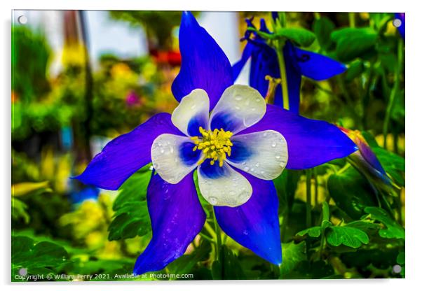 Blue White Columbine Blossom Blooming Macro Washington Acrylic by William Perry