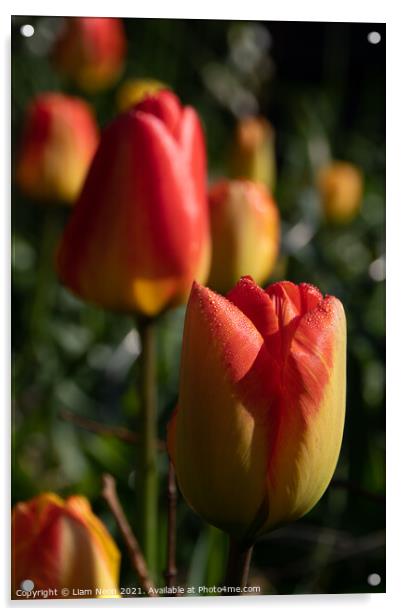 Tulip Dew Acrylic by Liam Neon