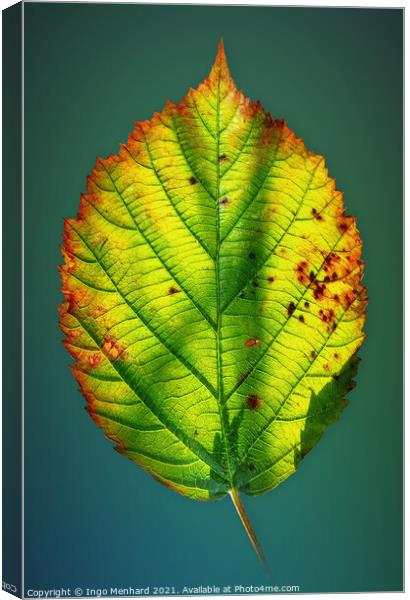 Autumn game of colours - Smartphone photography Canvas Print by Ingo Menhard