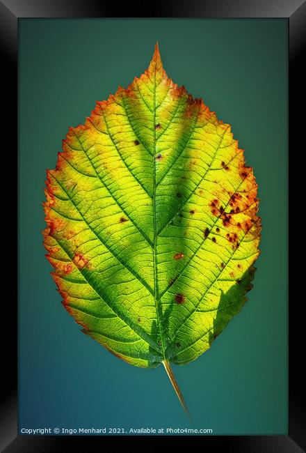 Autumn game of colours - Smartphone photography Framed Print by Ingo Menhard