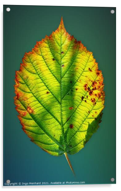 Autumn game of colours - Smartphone photography Acrylic by Ingo Menhard