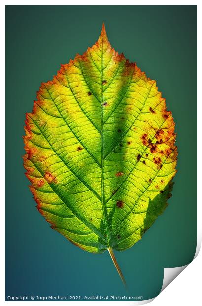 Autumn game of colours - Smartphone photography Print by Ingo Menhard