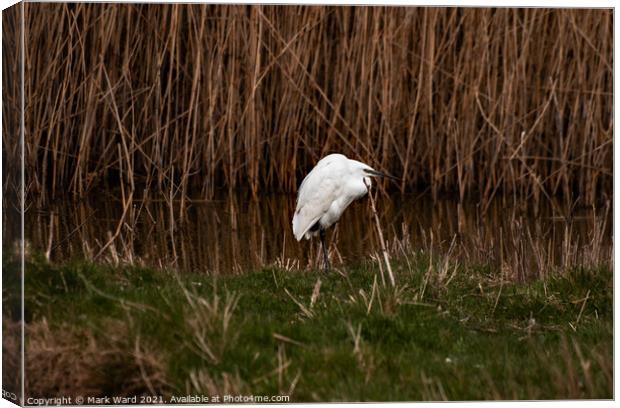 A Little Egret in the reeds Canvas Print by Mark Ward