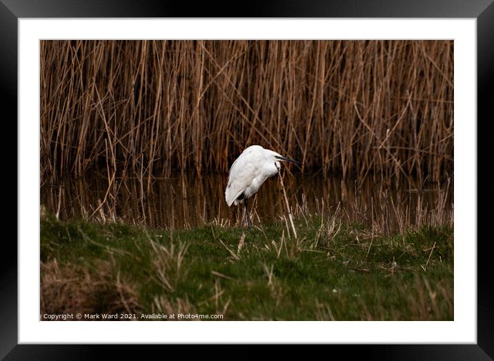 A Little Egret in the reeds Framed Mounted Print by Mark Ward