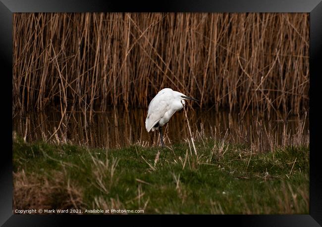 A Little Egret in the reeds Framed Print by Mark Ward