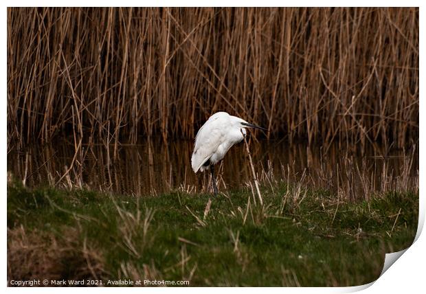 A Little Egret in the reeds Print by Mark Ward
