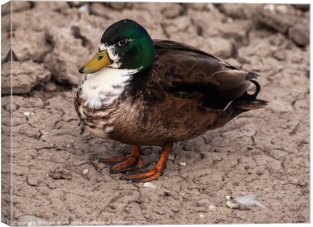 A Male Mallard at Pett Level, East Sussex. Canvas Print by Mark Ward