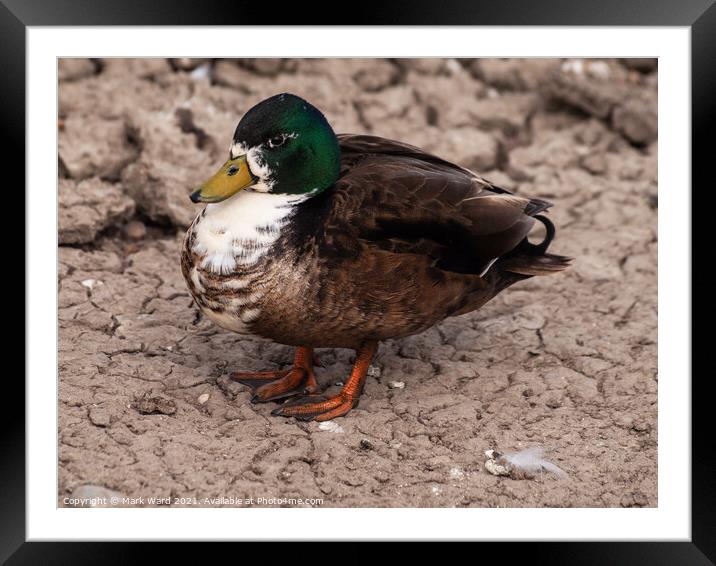 A Male Mallard at Pett Level, East Sussex. Framed Mounted Print by Mark Ward