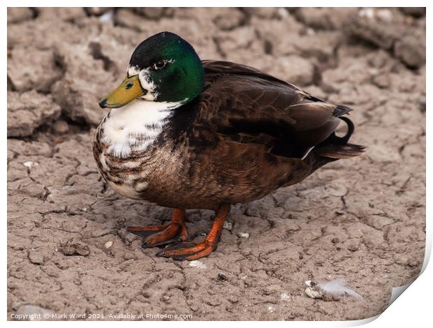 A Male Mallard at Pett Level, East Sussex. Print by Mark Ward