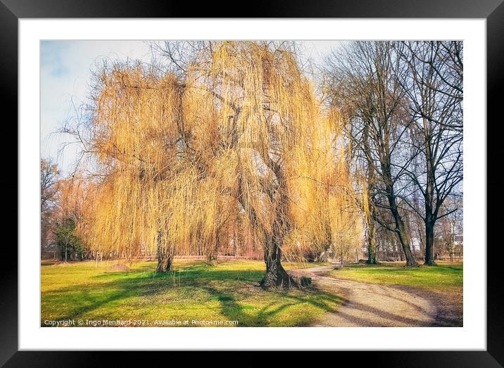 Weeping willow tree Framed Mounted Print by Ingo Menhard