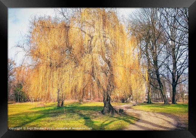 Weeping willow tree Framed Print by Ingo Menhard