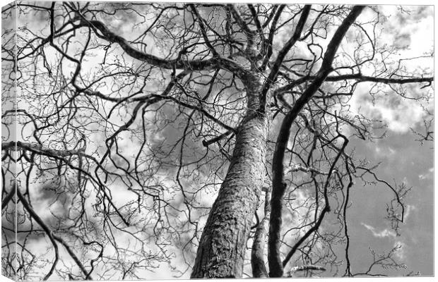 Looking up a Tree Canvas Print by  