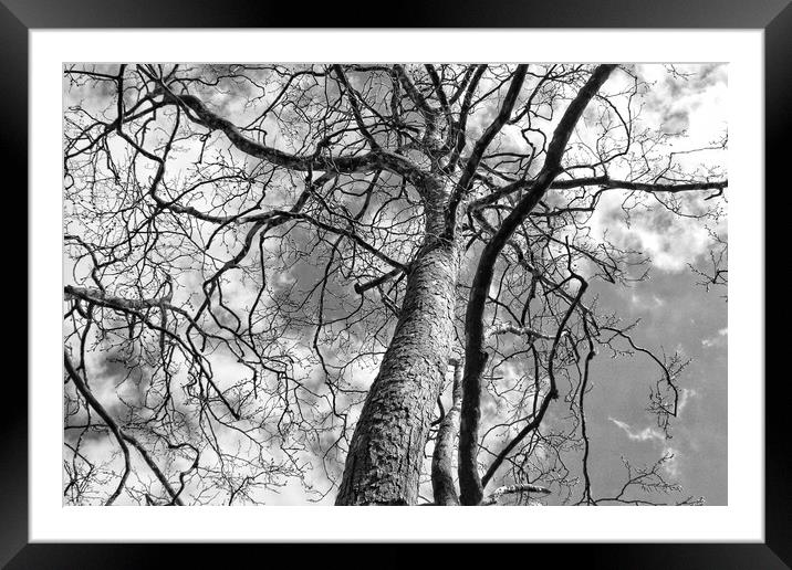 Looking up a Tree Framed Mounted Print by  