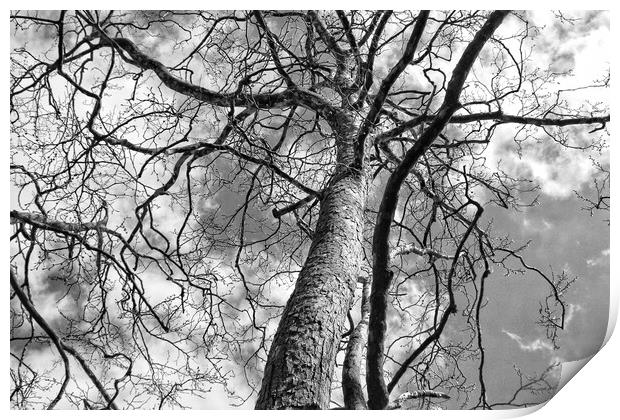 Looking up a Tree Print by  