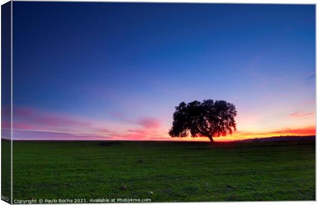 A lonely tree, typical Alentejo landscape at twilight Canvas Print by Paulo Rocha