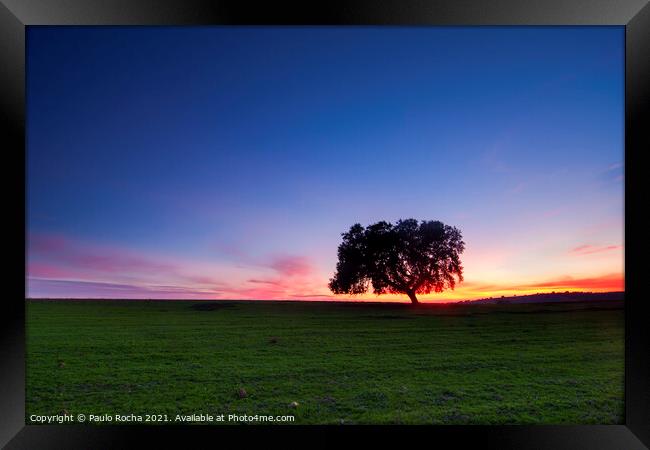 A lonely tree, typical Alentejo landscape at twilight Framed Print by Paulo Rocha