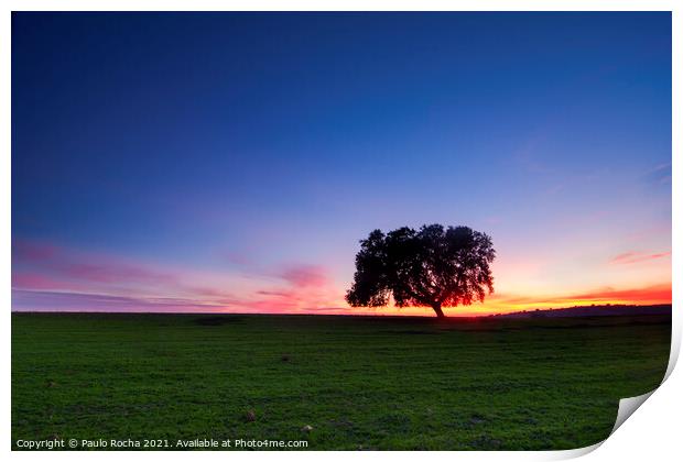 A lonely tree, typical Alentejo landscape at twilight Print by Paulo Rocha