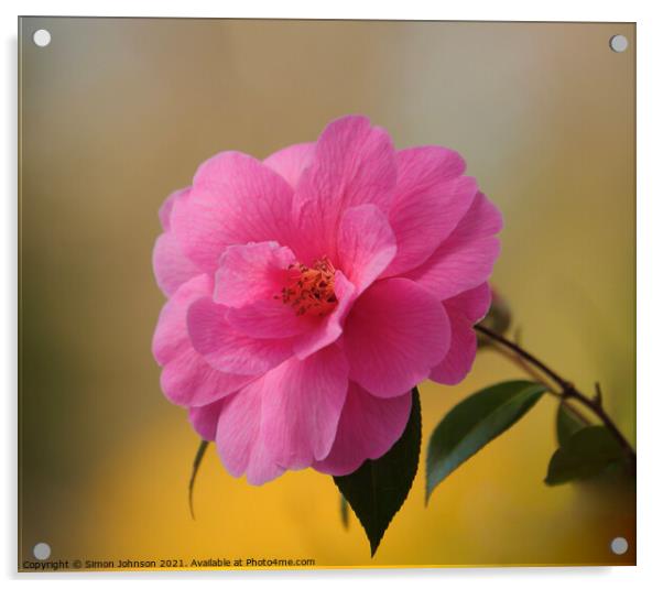Camellia Flower Acrylic by Simon Johnson