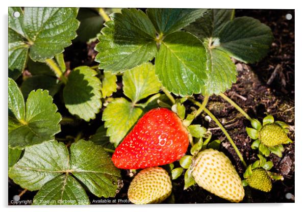 Strawberries grown in a pot in an urban garden, half ripe. Acrylic by Joaquin Corbalan