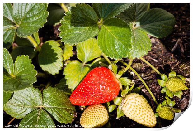 Strawberries grown in a pot in an urban garden, half ripe. Print by Joaquin Corbalan
