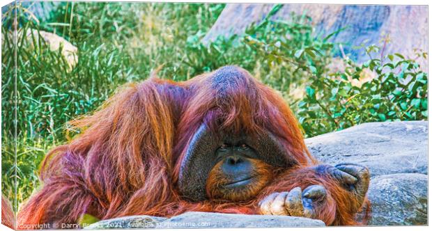 Orangutan by Rocks Canvas Print by Darryl Brooks