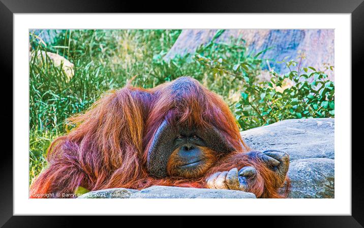 Orangutan by Rocks Framed Mounted Print by Darryl Brooks