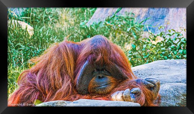 Orangutan by Rocks Framed Print by Darryl Brooks