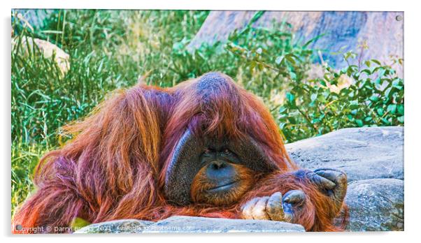 Orangutan by Rocks Acrylic by Darryl Brooks