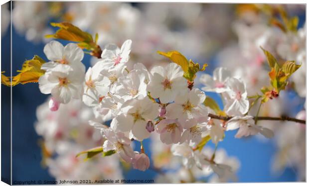 White Cherry Blossom Canvas Print by Simon Johnson