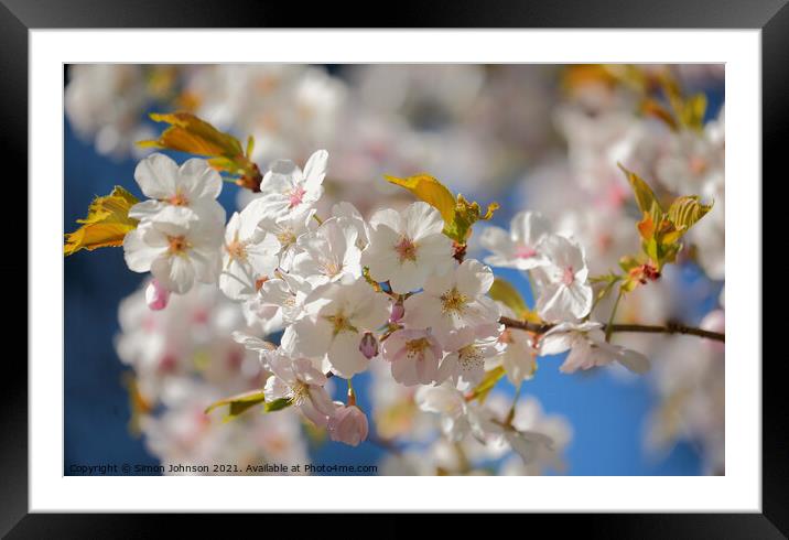 White Cherry Blossom Framed Mounted Print by Simon Johnson