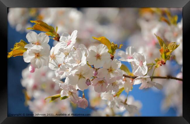 White Cherry Blossom Framed Print by Simon Johnson