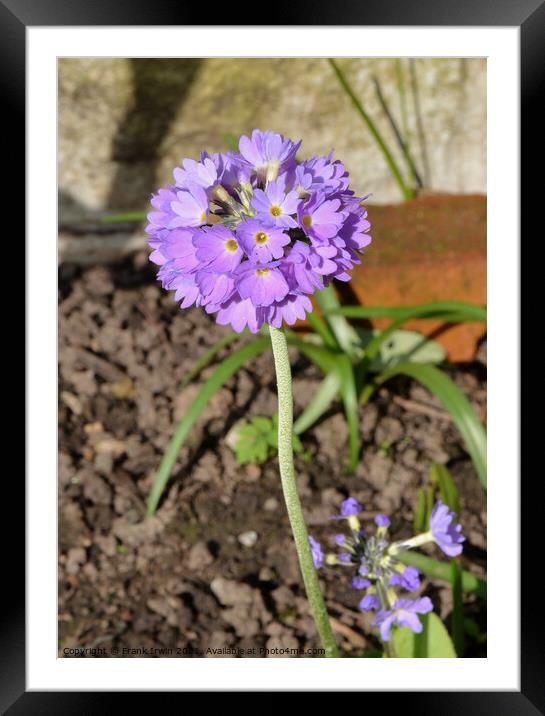Primula Denticulata Framed Mounted Print by Frank Irwin