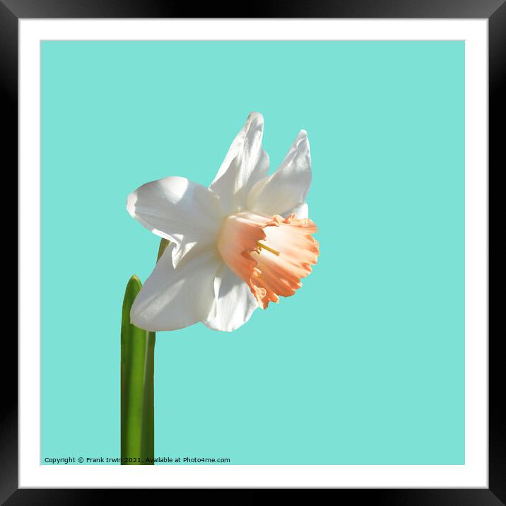 A beautiful multi-coloured Narcissus Framed Mounted Print by Frank Irwin