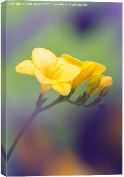 Yellow Freesia Flowers Canvas Print by Pearl Bucknall